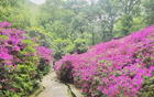今夜鎮(zhèn)江，杜鵑紅盛開，信念待顯價值！