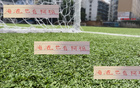 收手阿祖，亞歷斯祖海港能否成陳晉一？