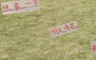 海港帥氣足，申花輸球想象。